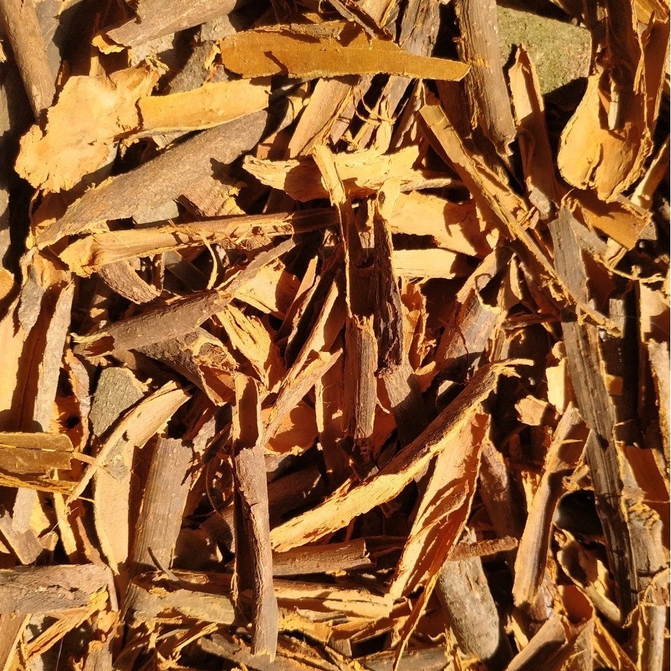 Broken Cassia