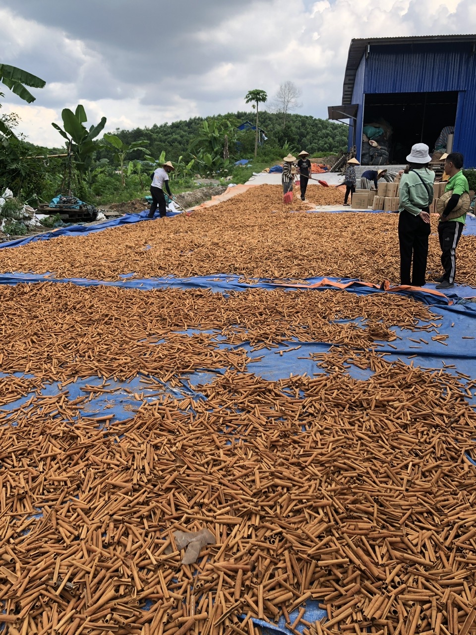 classifying bamboo