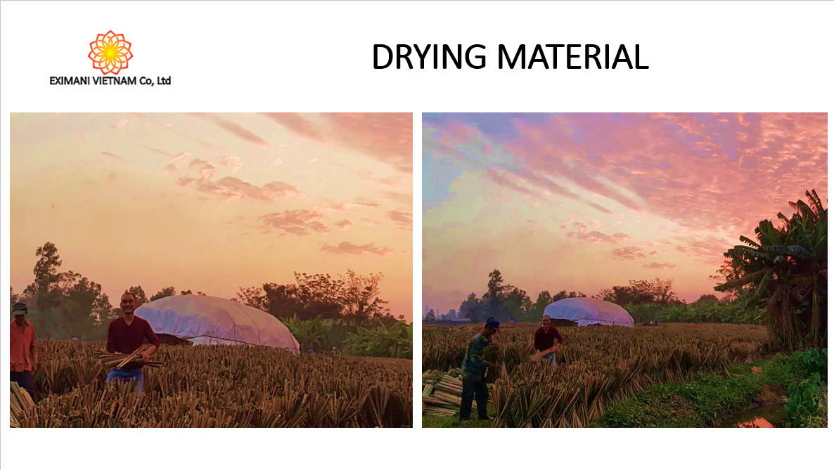 drying bamboo