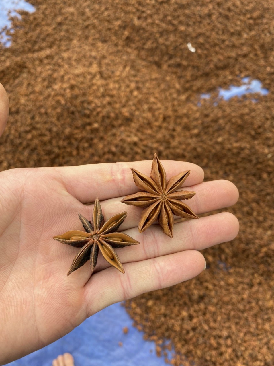 Spring Star Anise